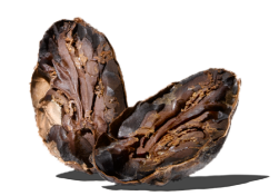 The cocoa bean