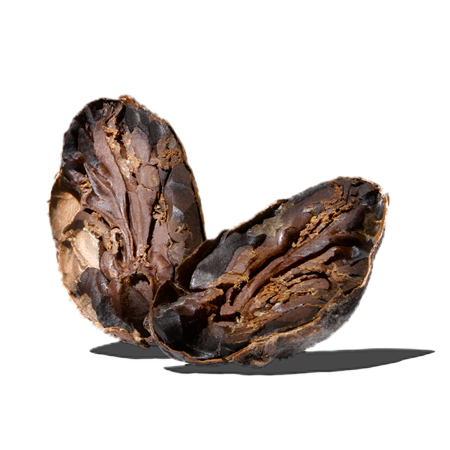 The cocoa bean