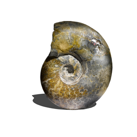 The fossil as art