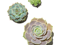 Succulent_7Objects_450x450_4