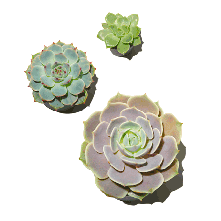Succulent_7Objects_450x450_4